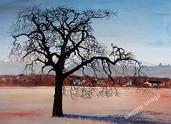 An ancient oak tree by itself in a farmers field.